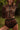 ROLLING - ALPHA HOT PANTS